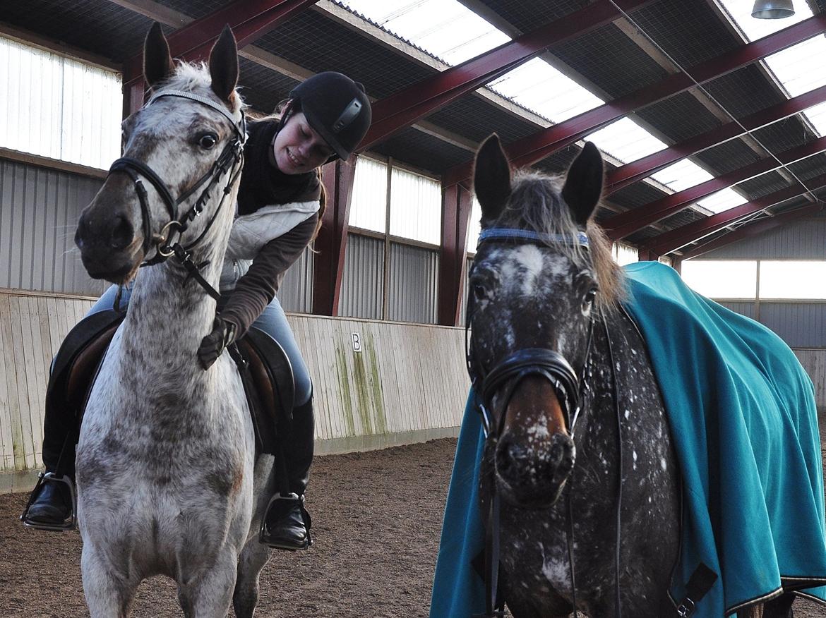 Appaloosa Cassiopaia - ♥ billede 20
