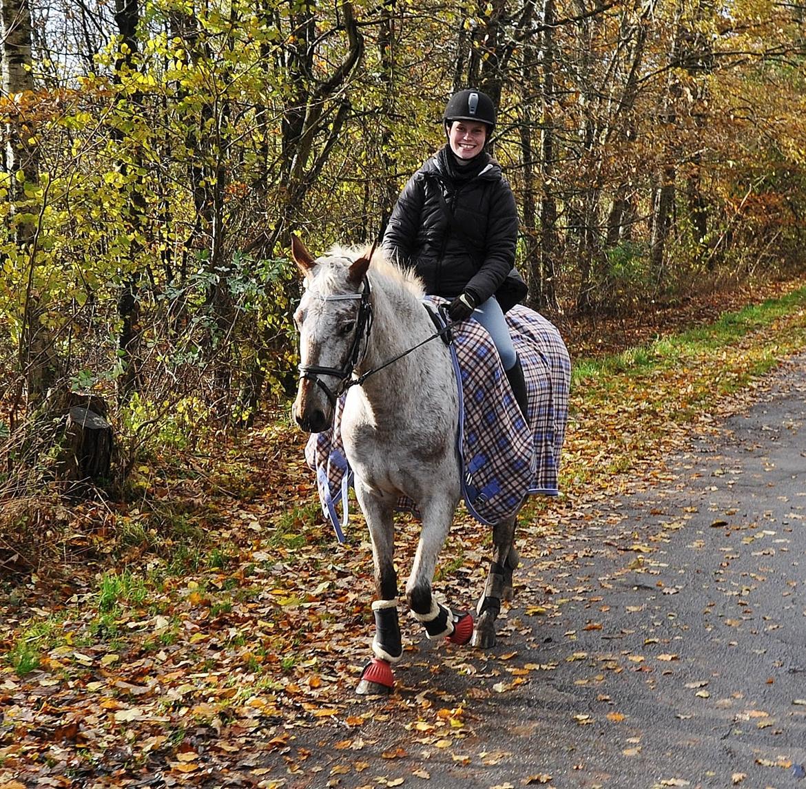 Appaloosa Cassiopaia - Tur ved vejen for første gang ♥ billede 18