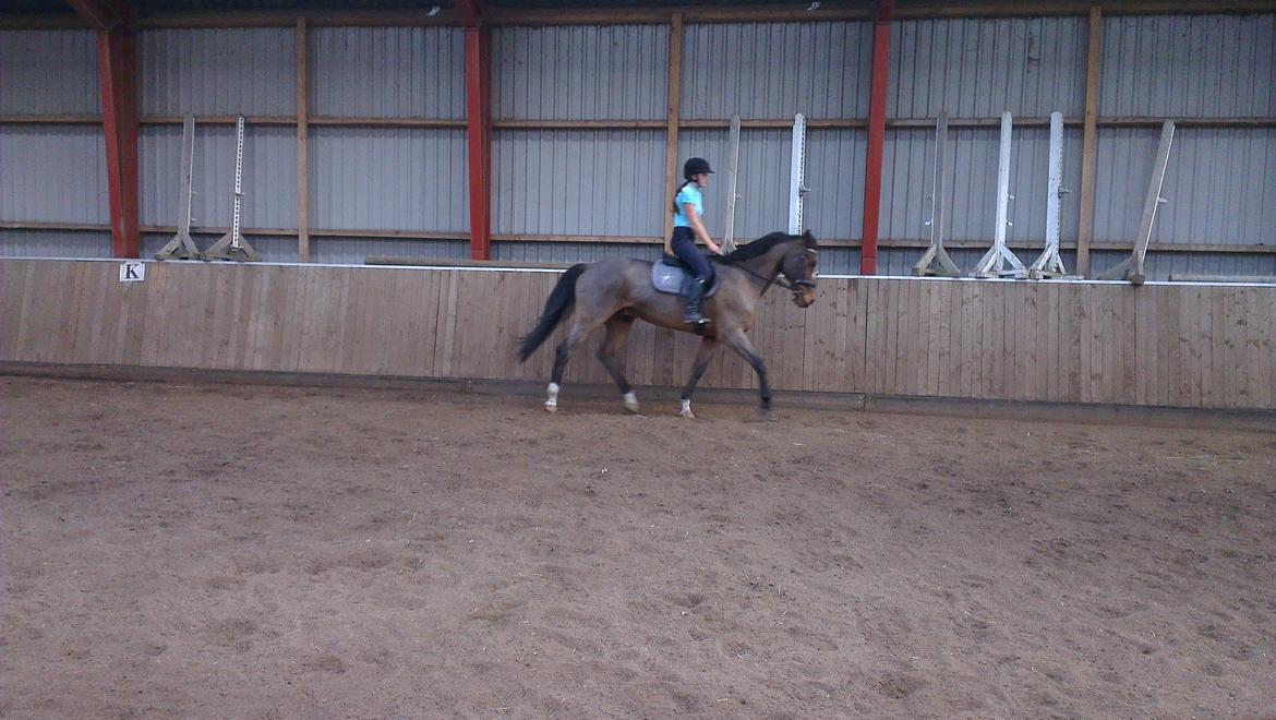 Anden særlig race Balder - Dressur 2012 <3 billede 13