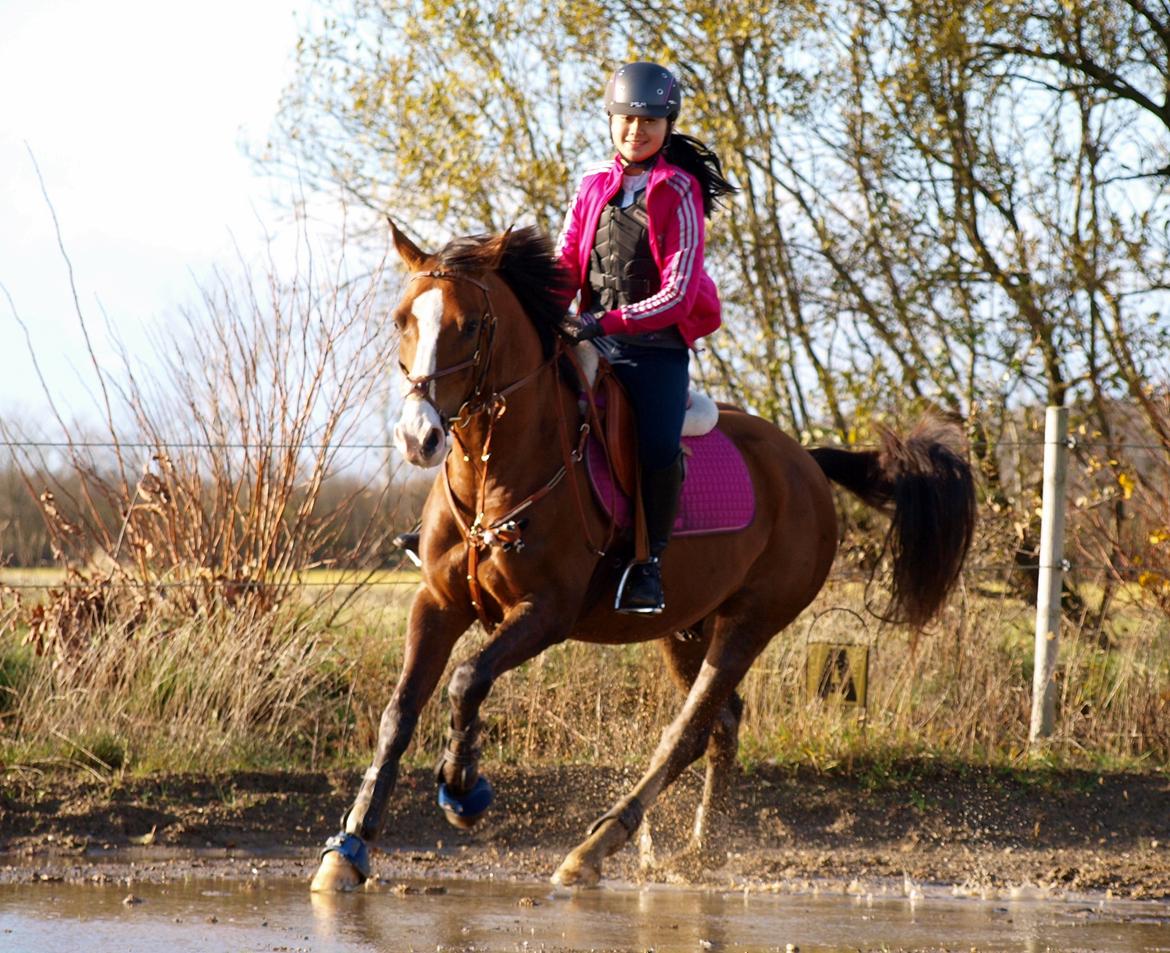 Tysk Sportspony Artos B-pony - Galop på ridebanen <3 billede 33