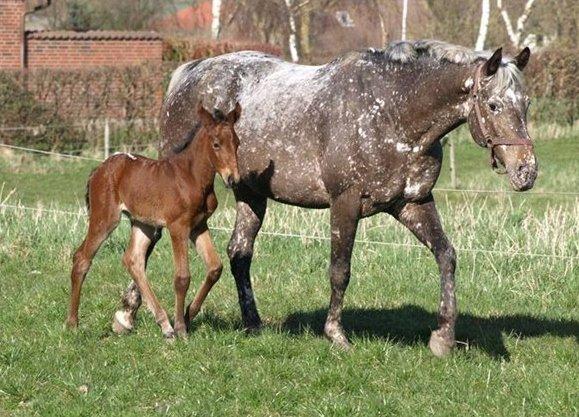 Appaloosa Cassiopaia - Sommer 2009 - Paia som føl, med Knappeline-mor ♥ billede 15