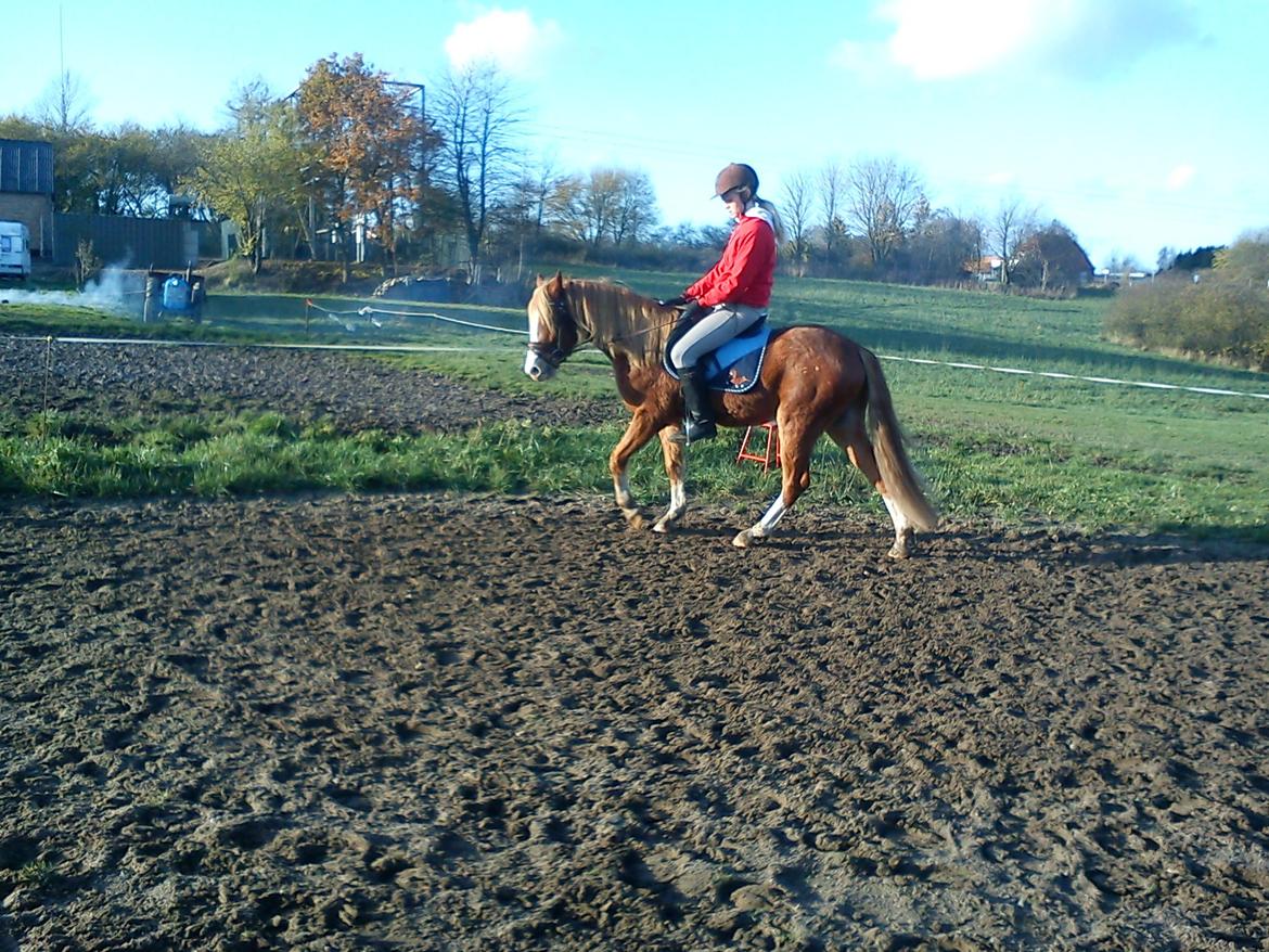 DSP De Flax - victoria der rider flaxen efteråret 2012 :) billede 10