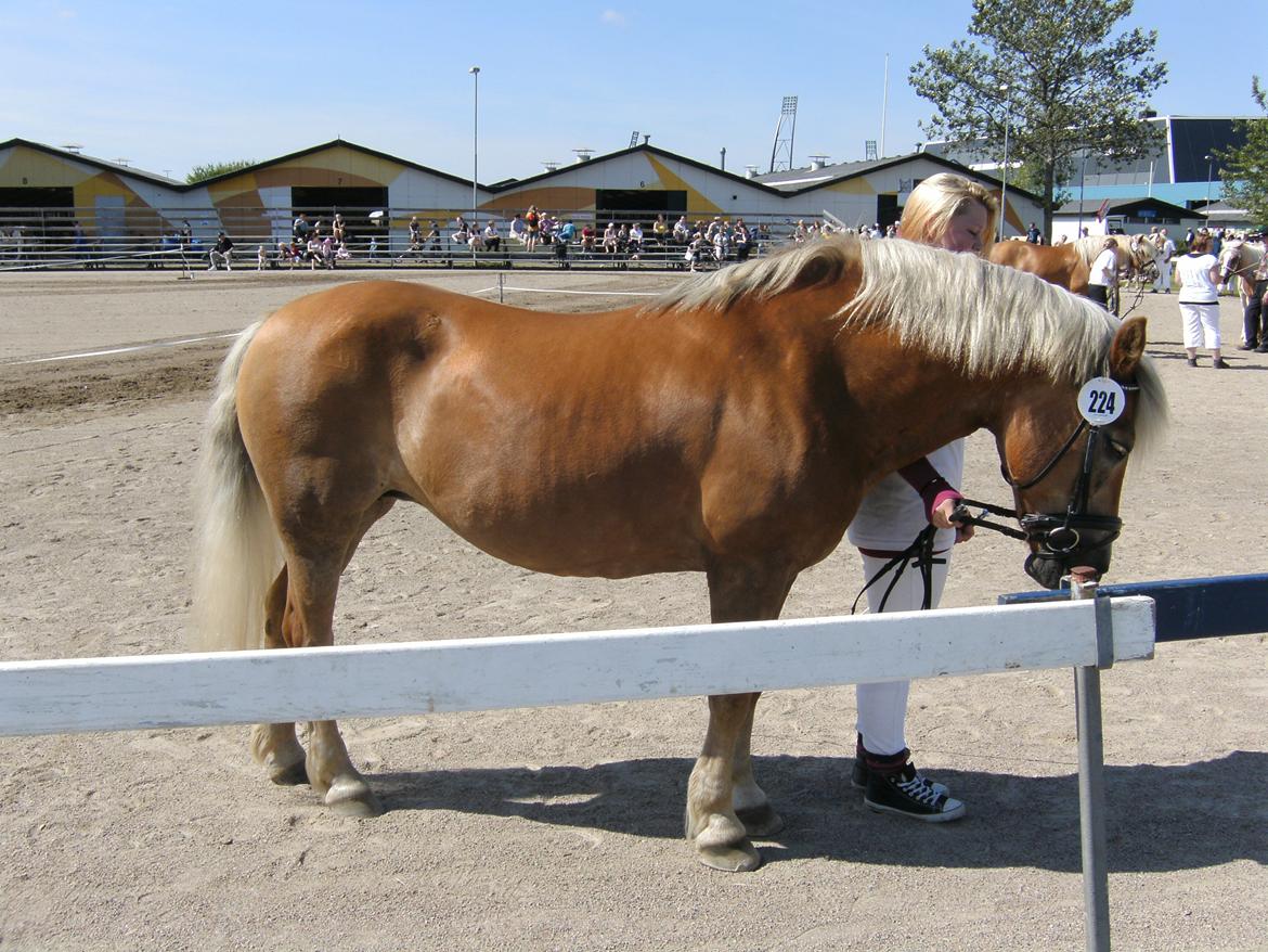 Haflinger Abbi rundhøj - Landsskuet 2012
Foto: Christina Wenningstedt billede 14