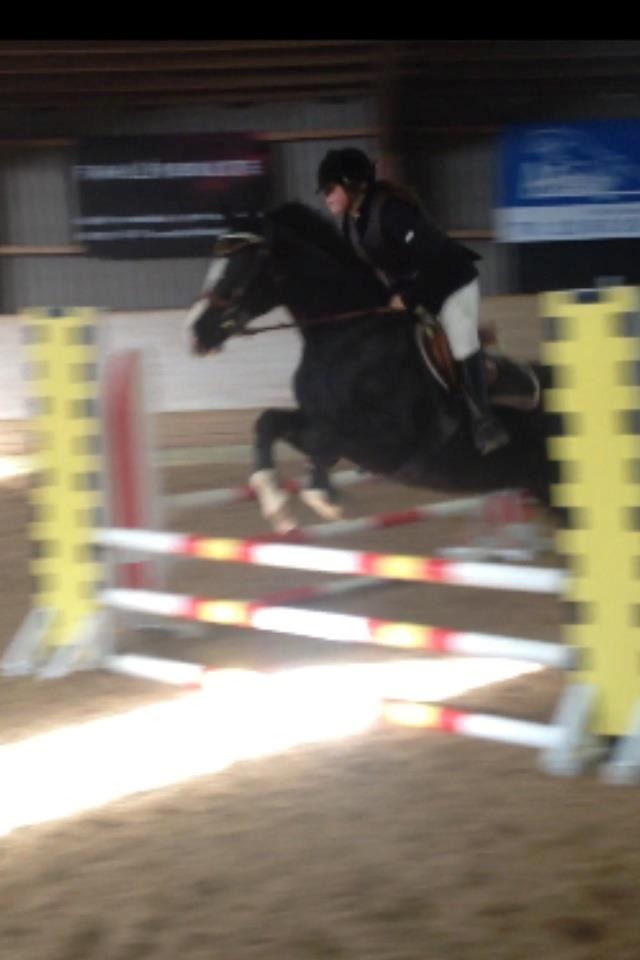 Anden særlig race SVALEGAARDEN ROLEX - SEJE ROLEX billede 17