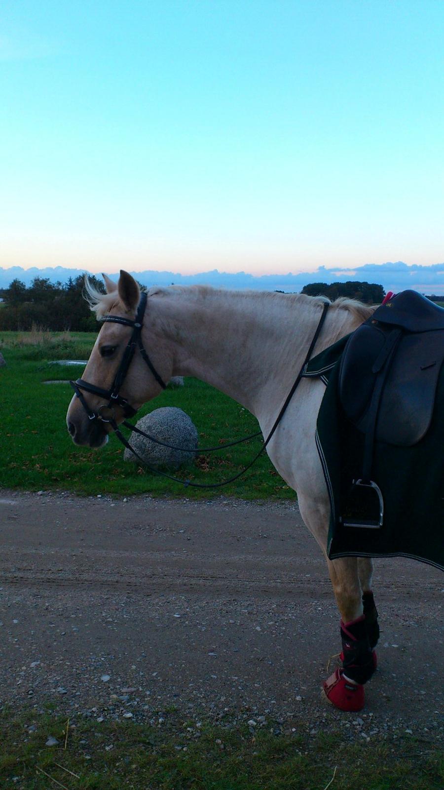 Welsh Pony af Cob-type (sec C) Goldy Girl - Velkommen til Goldy's profil!
Sometimes It's hard to love a human, but it's Always easy to love a Horse!!! <3

Foto: Emilia billede 2