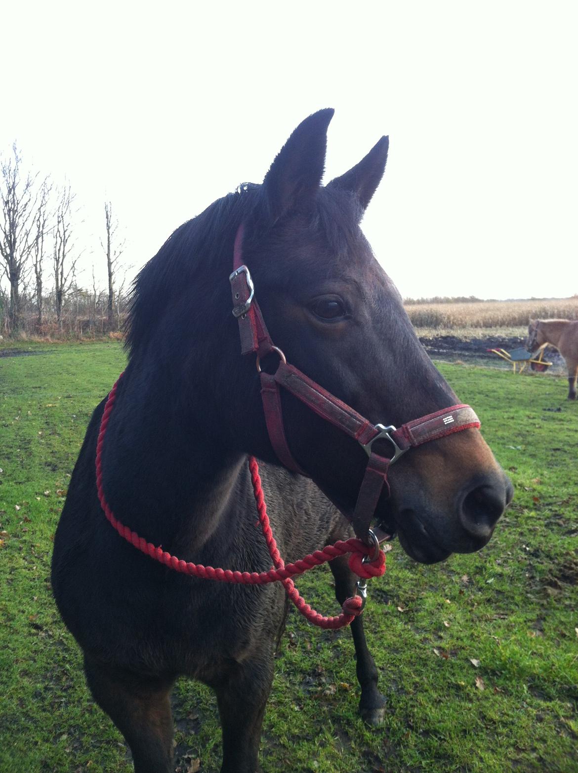 New Forest Stenhøjgaards Amanda <3 billede 11