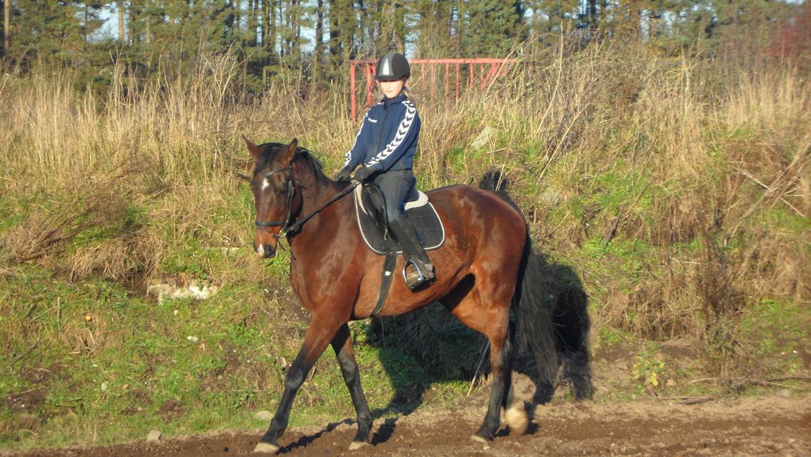 Dansk Varmblod Federica Lightfood billede 6