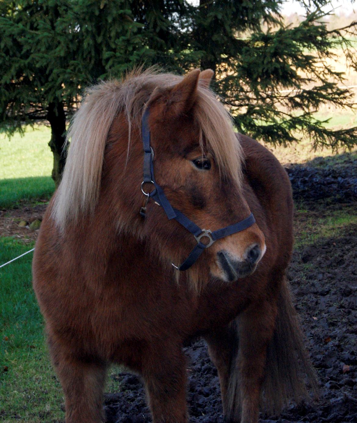 Islænder Roka billede 4