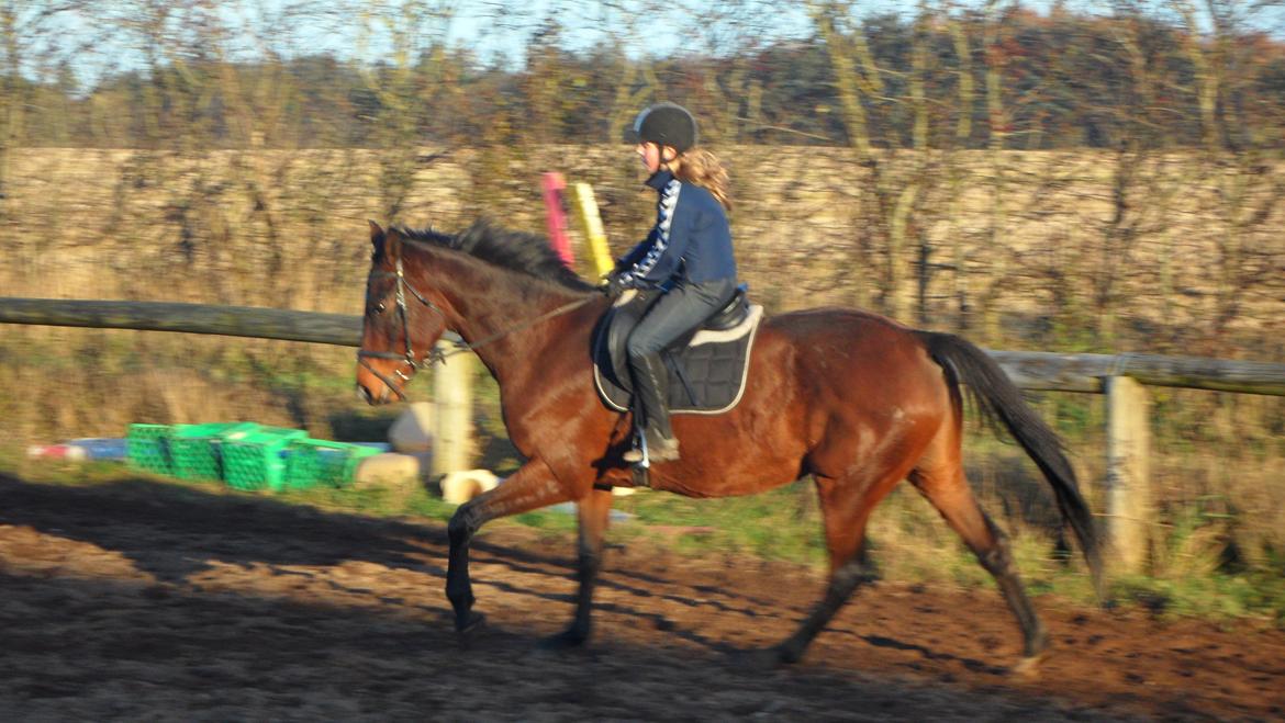 Dansk Varmblod Federica Lightfood billede 7