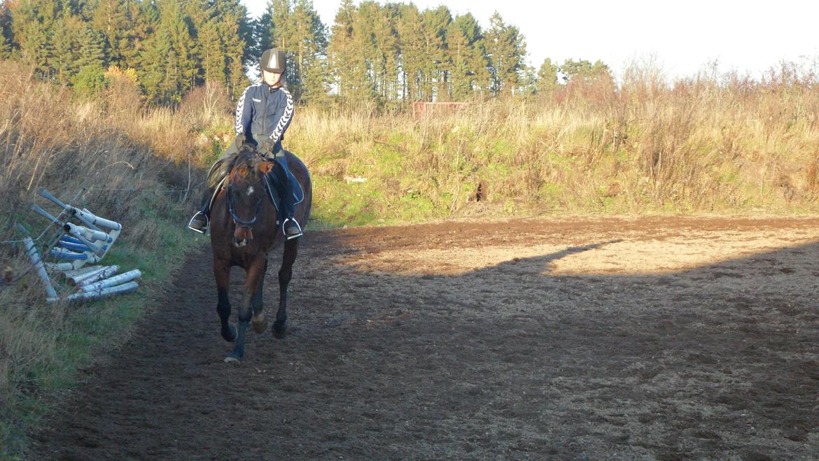 Dansk Varmblod Federica Lightfood billede 8