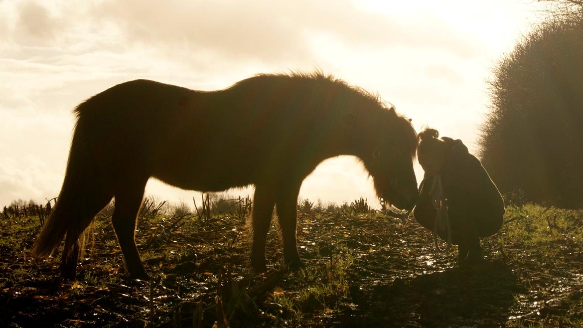 Islænder Roka billede 7