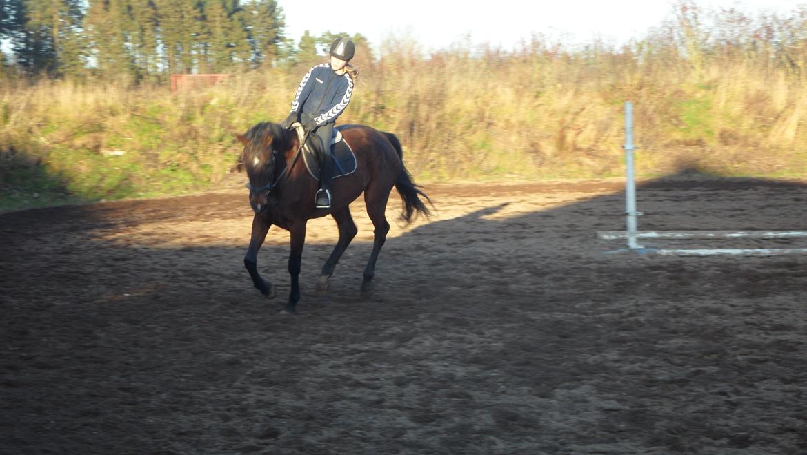 Dansk Varmblod Federica Lightfood billede 9