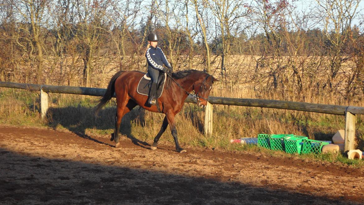 Dansk Varmblod Federica Lightfood billede 10