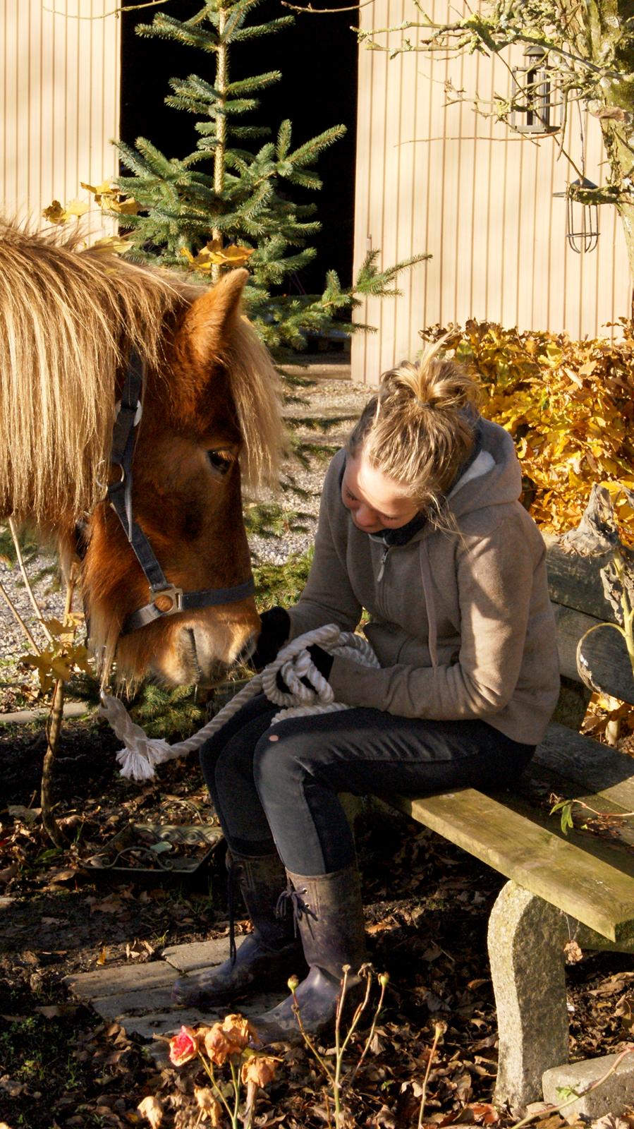 Islænder Roka billede 9
