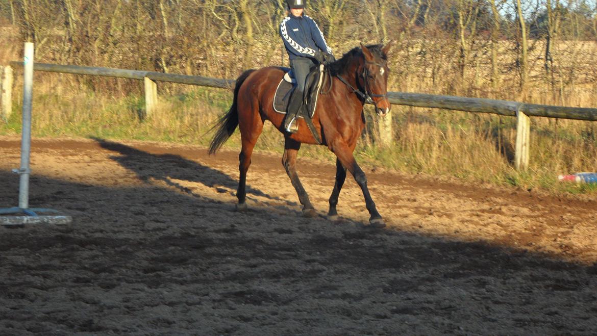 Dansk Varmblod Federica Lightfood billede 11