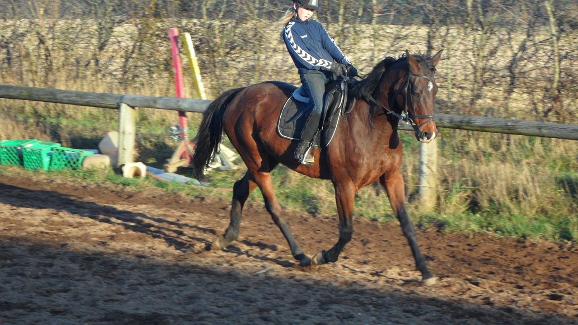 Dansk Varmblod Federica Lightfood billede 12