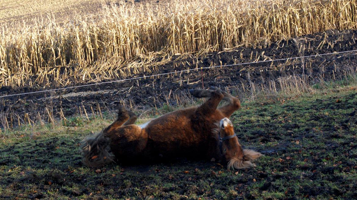 Islænder Roka billede 12