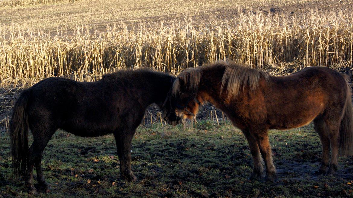 Islænder Roka billede 14