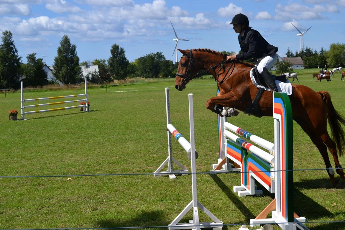 Hollandsk Sportspony Marien - Bornholmsmesterskabet 2012, La** billede 2