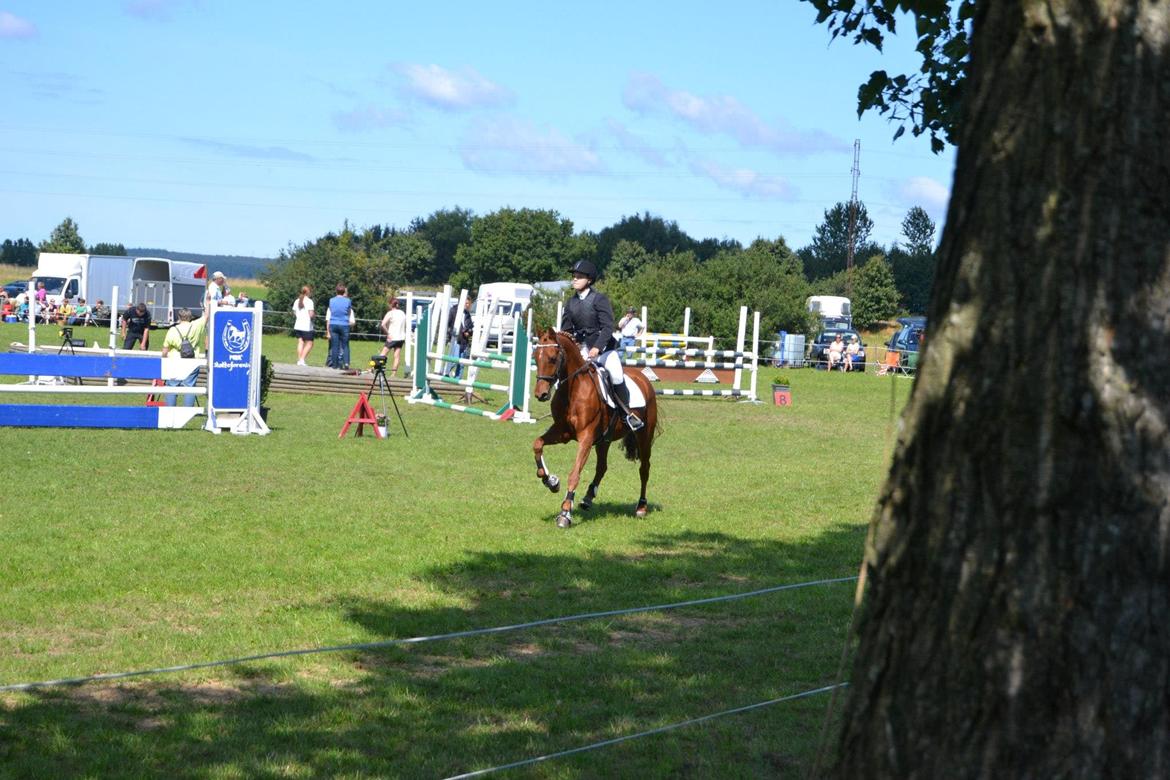 Hollandsk Sportspony Marien billede 17