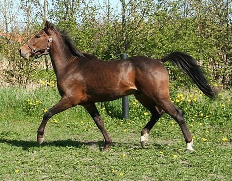 New Forest Freedom   [Himmelhest] - Billed udlånt af forrig ejer billede 9