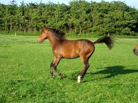 New Forest Freedom   [Himmelhest] - Billed udlånt af forrig ejer billede 10