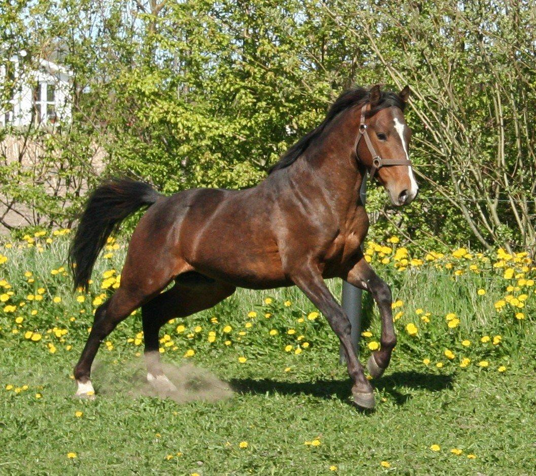 New Forest Freedom   [Himmelhest] - Billed udlånt af forrig ejer billede 11