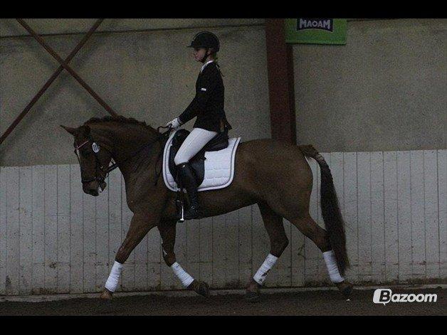 Irsk Sportspony Rivertown's rose - velkommen til Rivertown´s Rose profil billede 1