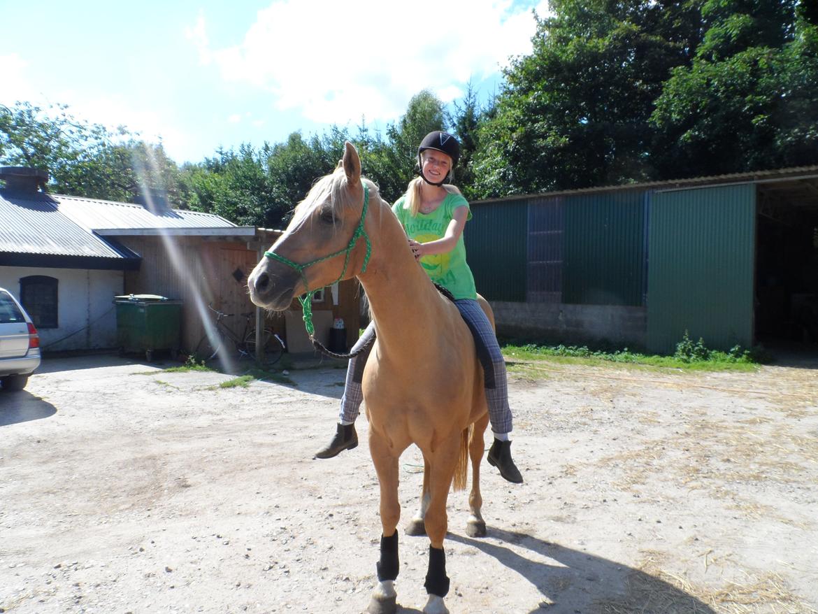 Palomino SKOVLYST'S LOGAN - første gang jeg sad på ham siden hans senskade :) <3 billede 19