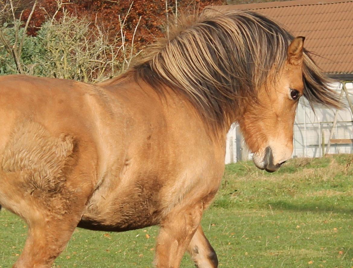 Anden særlig race Zille - Blærerøv! billede 6