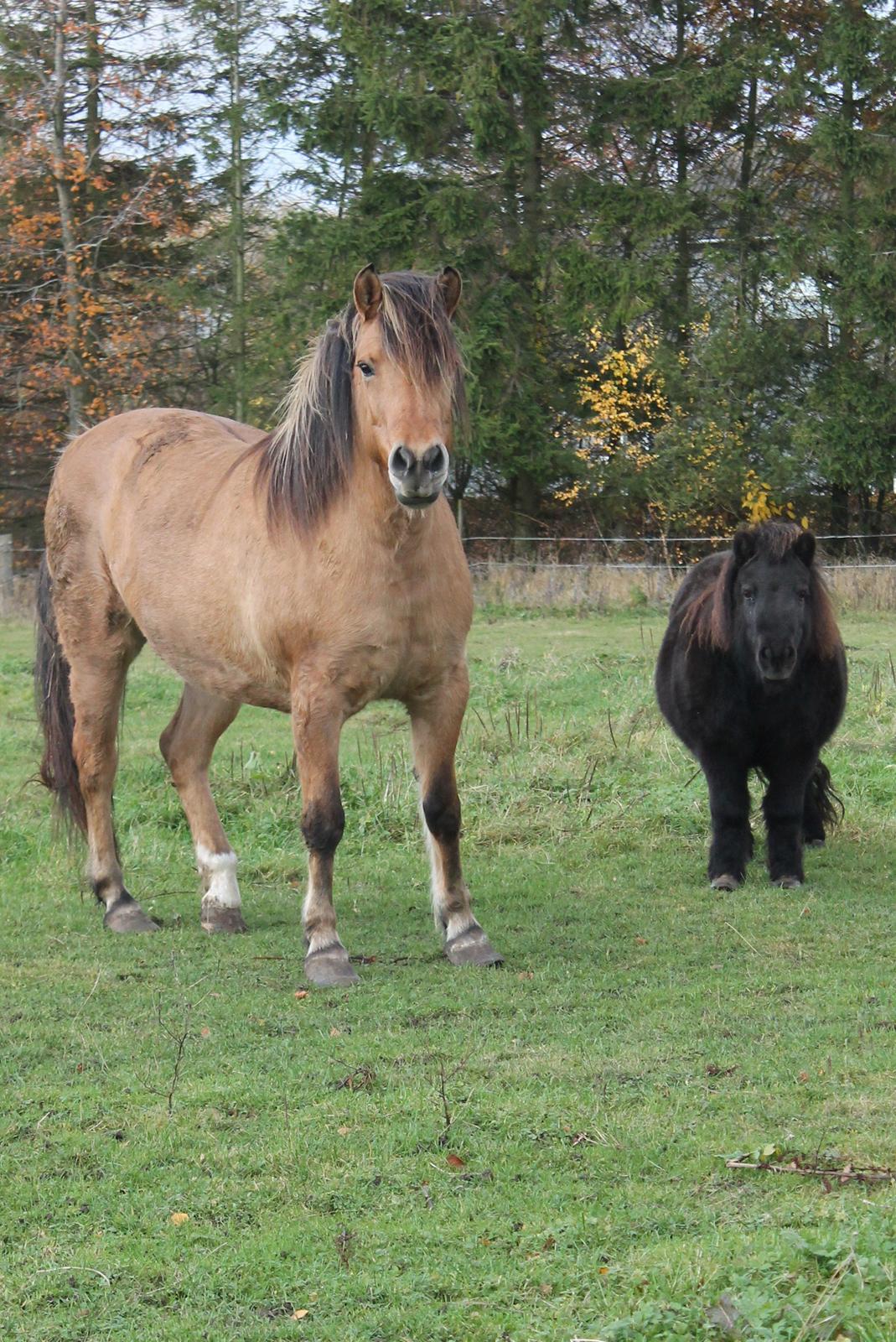 Anden særlig race Zille - "Se lige os!" billede 10