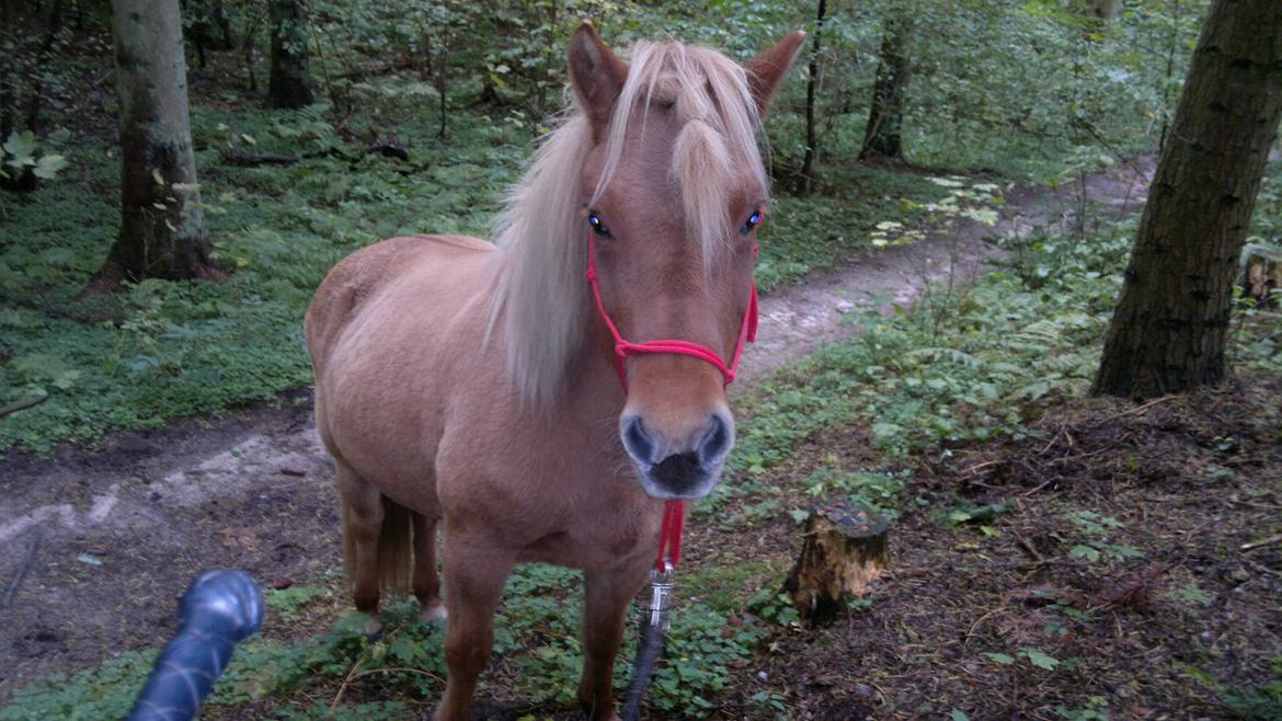 Islænder Röskva fra Skanderup (1992 - 2014) billede 14