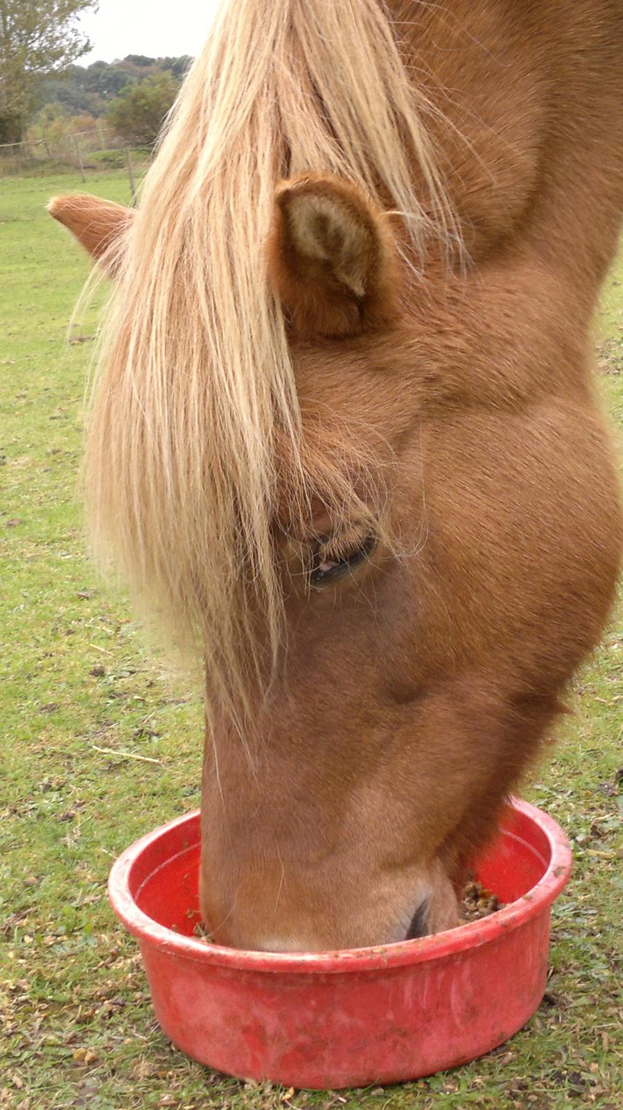 Islænder Röskva fra Skanderup (1992 - 2014) billede 15