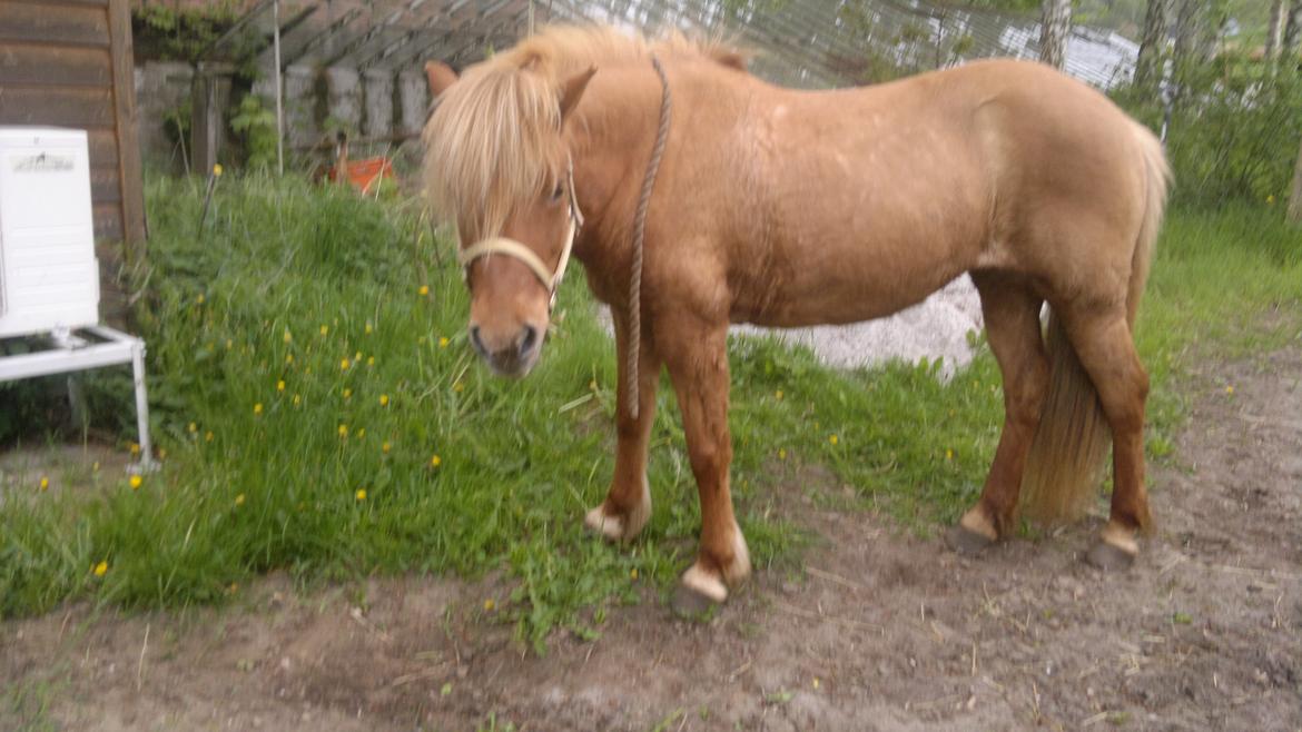 Islænder Röskva fra Skanderup (1992 - 2014) billede 16