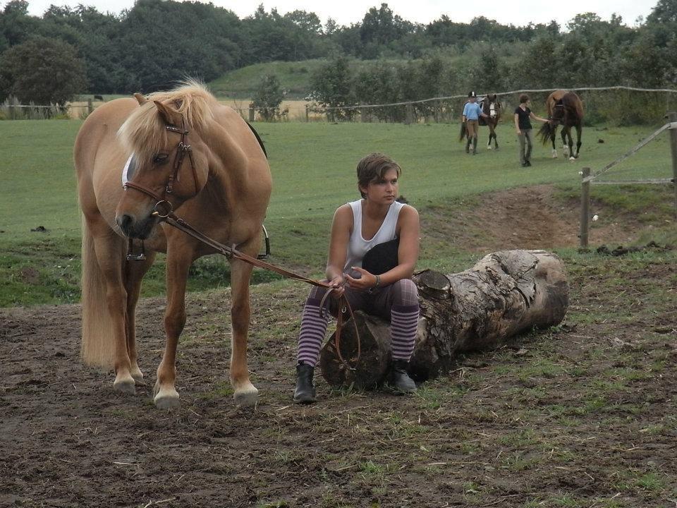 Islænder Röskva fra Skanderup (1992 - 2014) billede 17