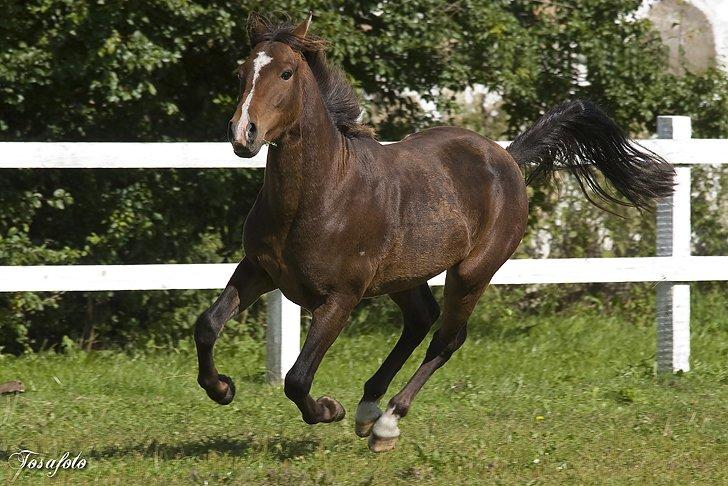 New Forest Freedom   [Himmelhest] billede 1