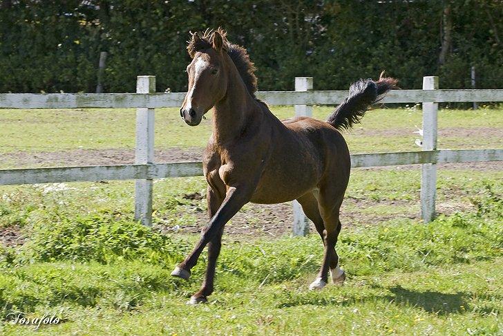 New Forest Freedom   [Himmelhest] - Her kommer jeg :o) billede 2