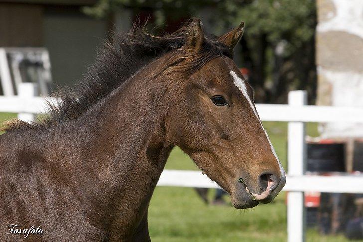 New Forest Freedom   [Himmelhest] billede 3