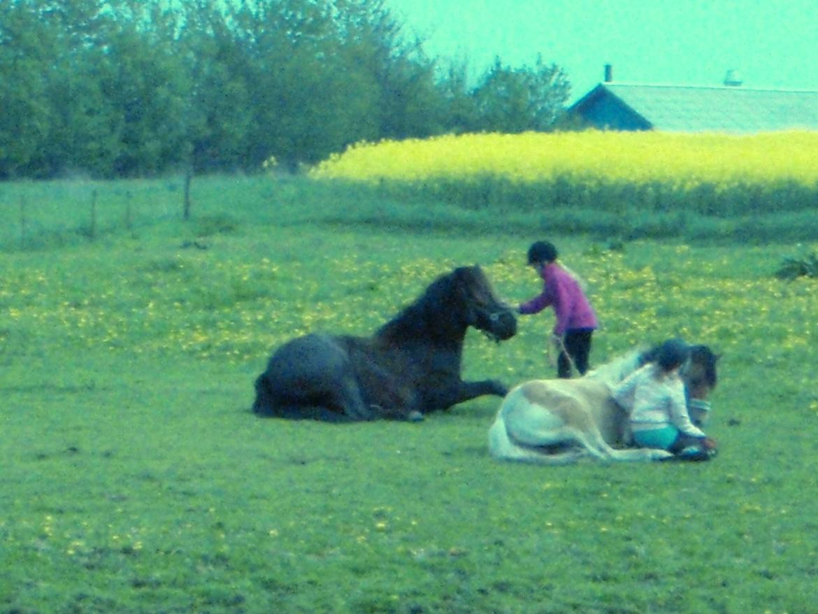 Anden særlig race Østerstrovstrups Sisco<3 - Sommeren 2012. Enelig lå du ned da jeg kom, og du blev liggende<3 :) Undskyld kval.! :D billede 11