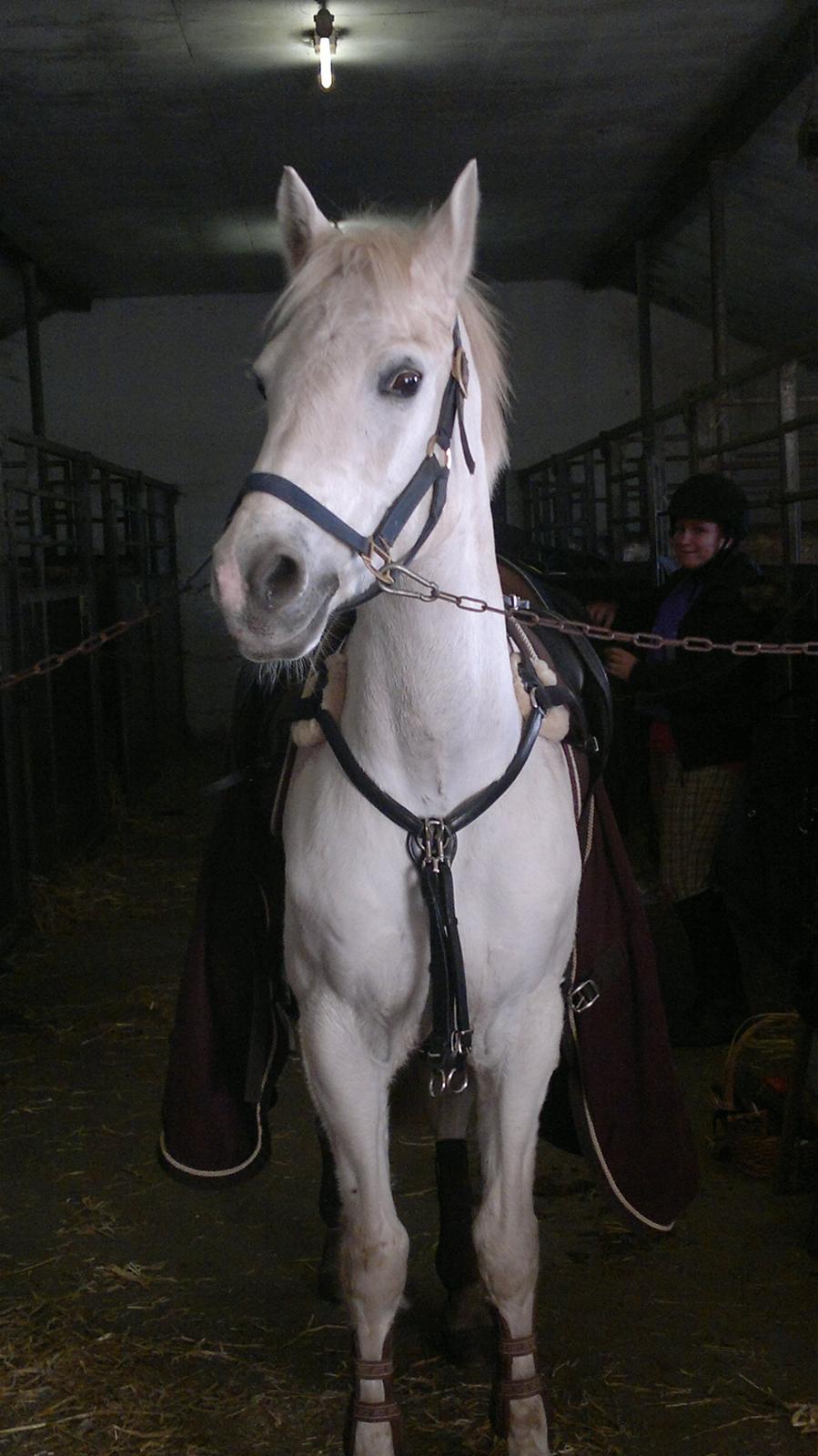 Connemara Vimmelgårdens Coco <3 - Meget opmærksom Coco, hæhæ !:-) billede 15