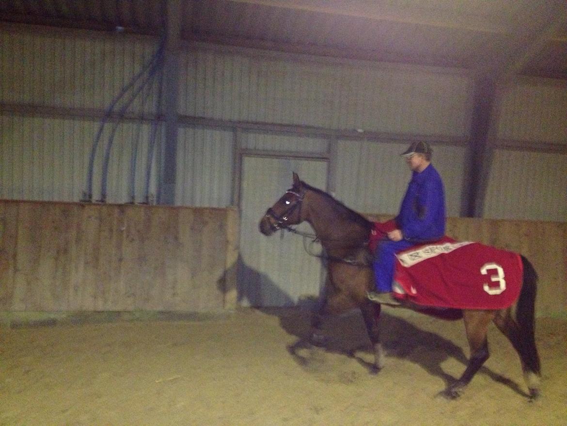 Dansk Varmblod Qvinni billede 15