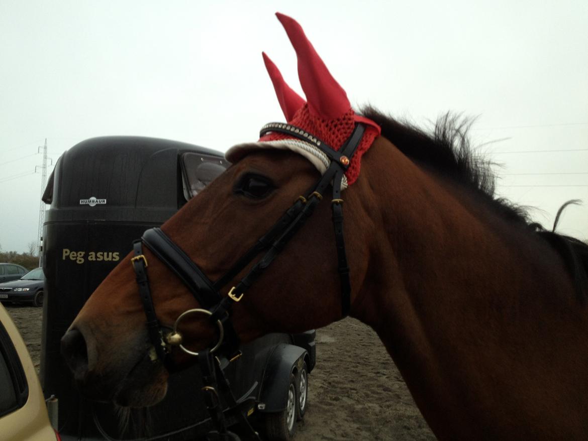 Dansk Varmblod Qvinni billede 16