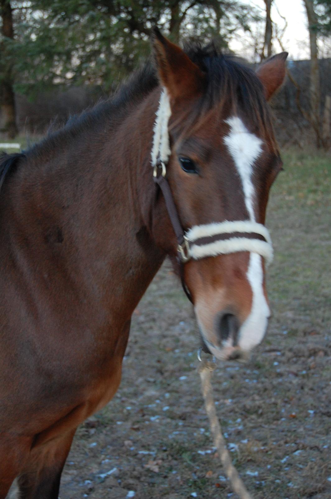 New Forest Freedom   [Himmelhest] billede 12