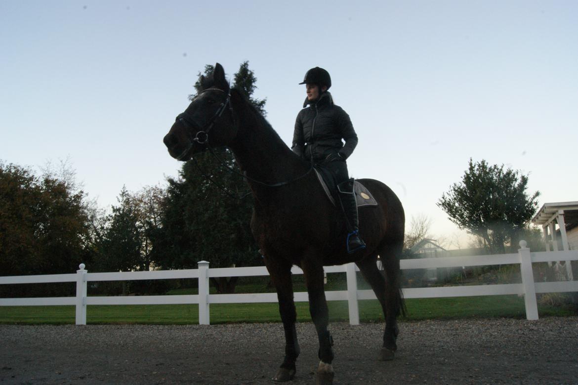 Dansk Varmblod Darrigårdens Leifich billede 1