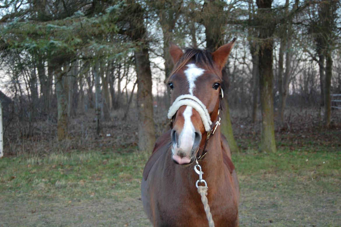 New Forest Freedom   [Himmelhest] billede 13