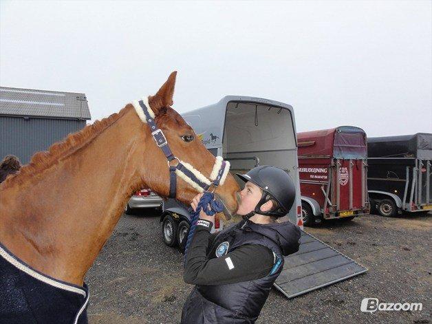 Irsk Sportspony Rivertown's rose billede 2