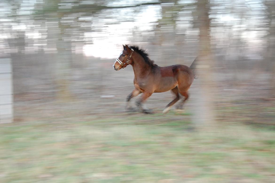 New Forest Freedom   [Himmelhest] - Der er altid fart på :)) billede 14