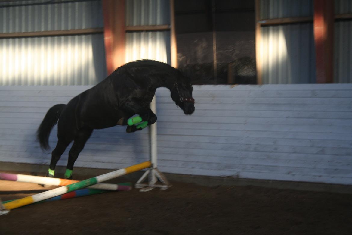 Anden særlig race Frida billede 5