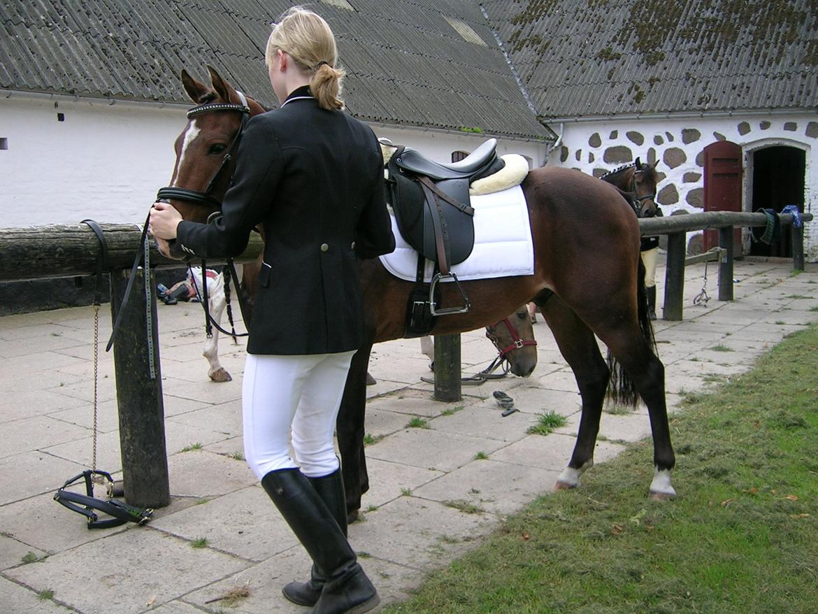 New Forest Freedom   [Himmelhest] - Freedom er ved at være stævneklar....Så er det bare mig ;)) billede 4