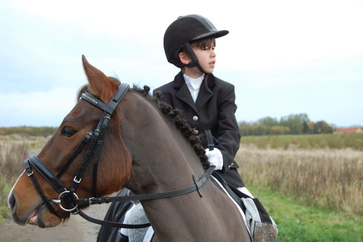 New Forest Freedom   [Himmelhest] billede 6